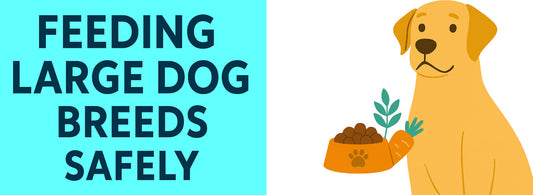 How Much to Feed a Large Dog